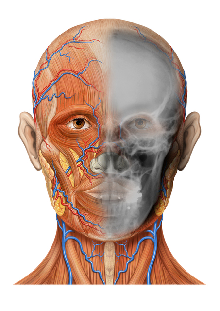 Human Anatomy newest & Physiology